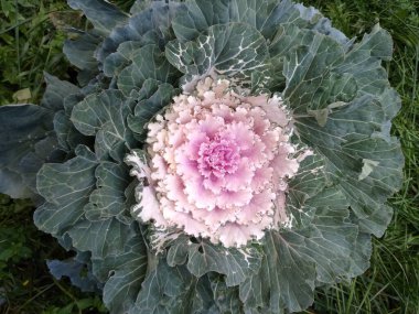 Dekoratif lahana ve beyaz bir yakın plan.