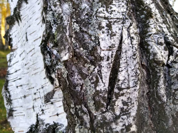 Birch trunk with yellow leaves in autumn view from bottom to top — Stock Photo, Image