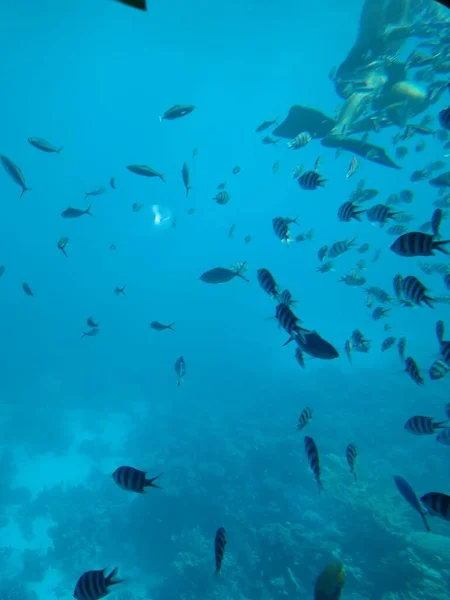 Podwodny świat morza z koralami i ławicami ryb — Zdjęcie stockowe