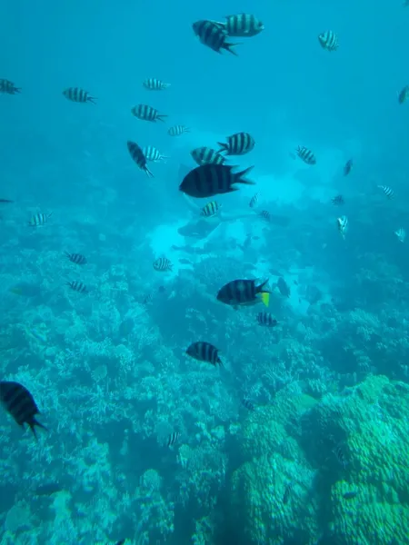 Podwodny świat morza z koralami i ławicami ryb — Zdjęcie stockowe