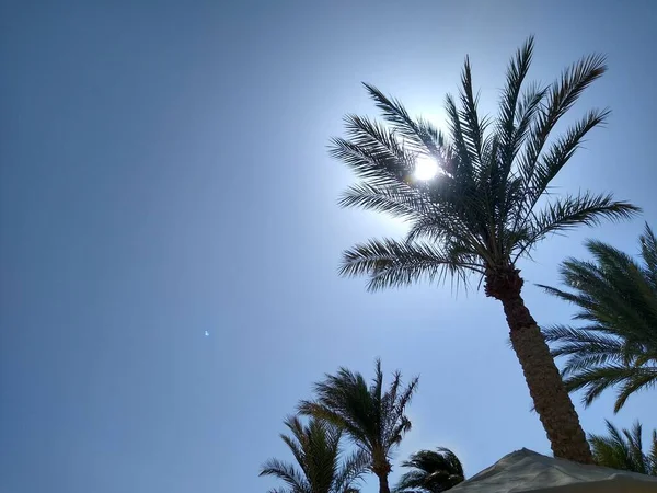 Palma na slunci proti modré obloze na pláži — Stock fotografie