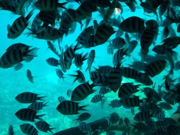 O mundo subaquático do mar com corais e escolas de peixes — Fotografia de Stock