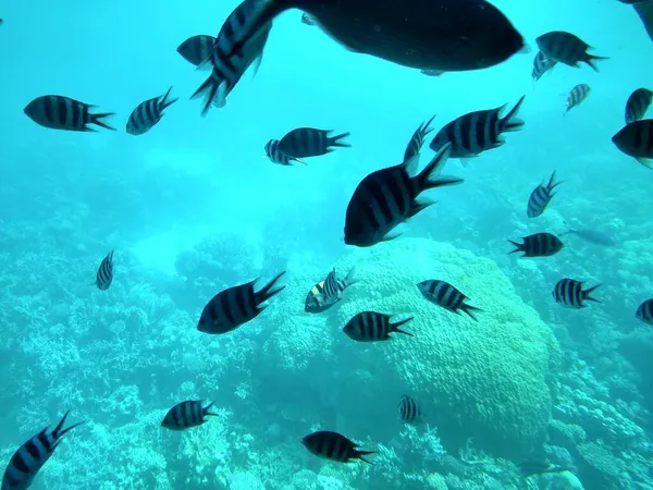 Le monde sous-marin de la mer avec des coraux et des bancs de poissons — Photo