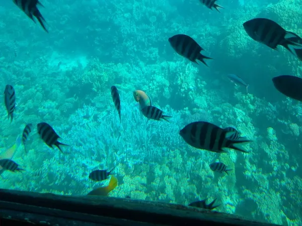 Die Unterwasserwelt des Meeres mit Korallen und Fischschwärmen — Stockfoto