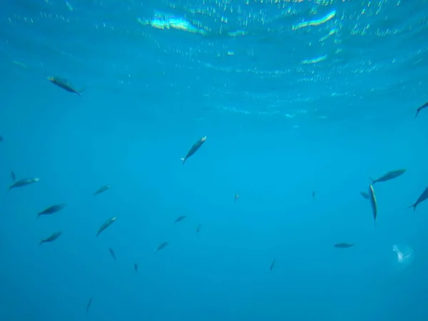 Подводный мир моря с кораллами и стаями рыб — стоковое фото