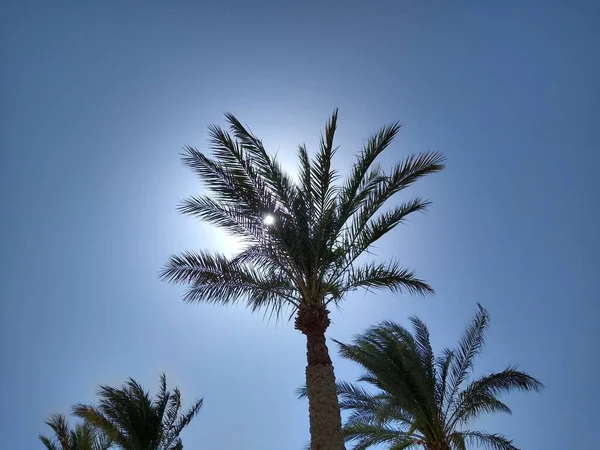 Пальма в солнечном свете на фоне синего неба на пляже — стоковое фото