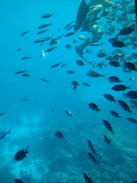 Le monde sous-marin de la mer avec des coraux et des bancs de poissons — Photo