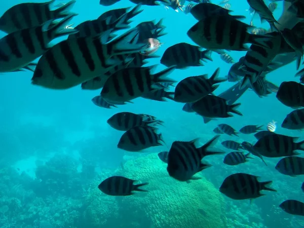 De onderwaterwereld van de zee met koralen en scholen vissen — Stockfoto