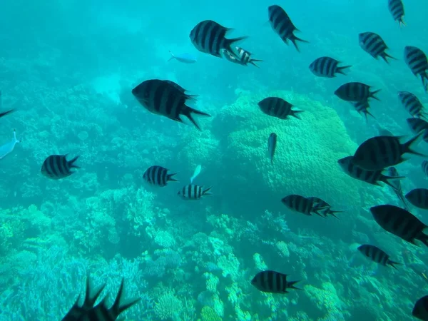 Le monde sous-marin de la mer avec des coraux et des bancs de poissons — Photo