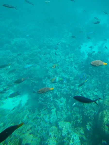 A tenger víz alatti világa korallokkal és haliskolákkal — Stock Fotó