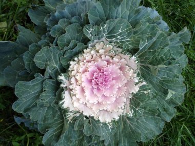 Dekoratif lahana ve beyaz bir yakın plan.