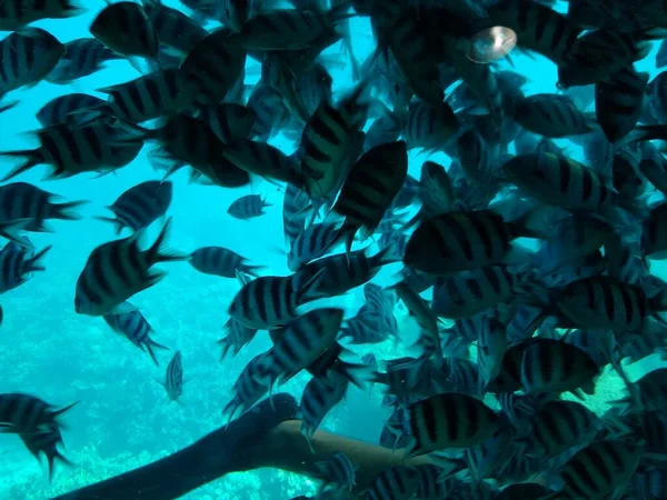 Il mondo sottomarino del mare con coralli e banchi di pesci — Foto Stock