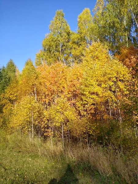 Asfaltová cesta v podzimním lese s modrou oblohou — Stock fotografie