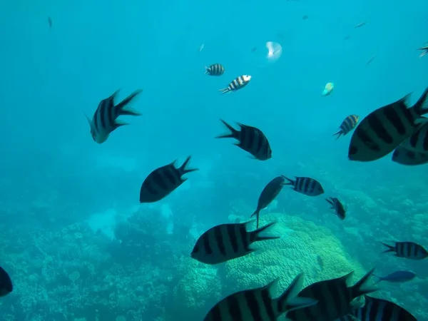 Le monde sous-marin de la mer avec des coraux et des bancs de poissons — Photo