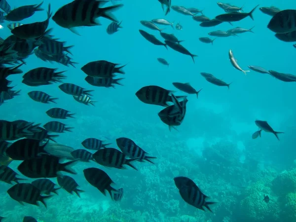 Подводный мир моря с кораллами и стаями рыб — стоковое фото
