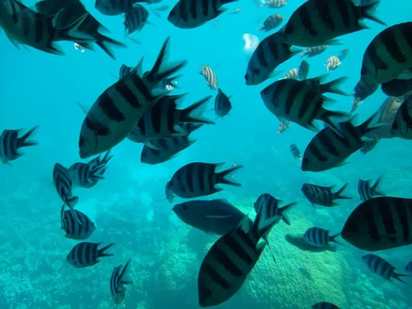 Ο υποβρύχιος κόσμος της θάλασσας με κοράλλια και κοπάδια ψαριών — Φωτογραφία Αρχείου