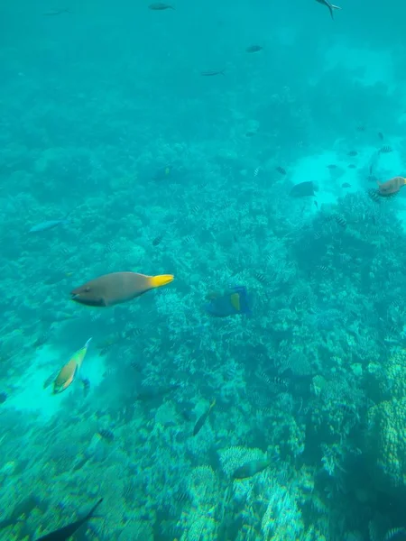 Підводний світ моря з коралами та школами риб — стокове фото