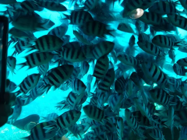 Il mondo sottomarino del mare con coralli e banchi di pesci — Foto Stock