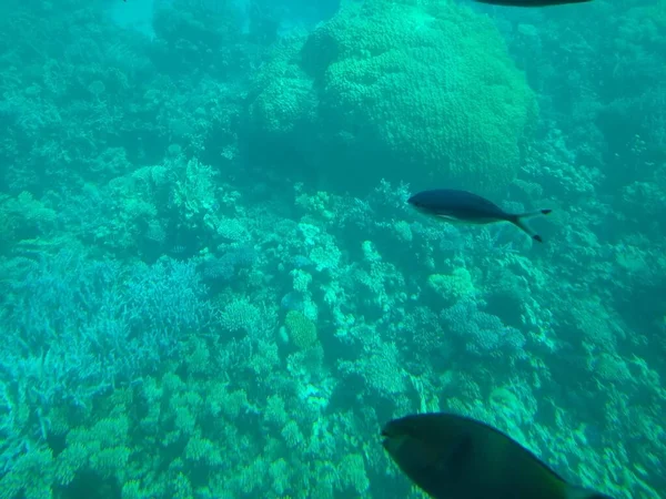 Підводний світ моря з коралами та школами риб — стокове фото