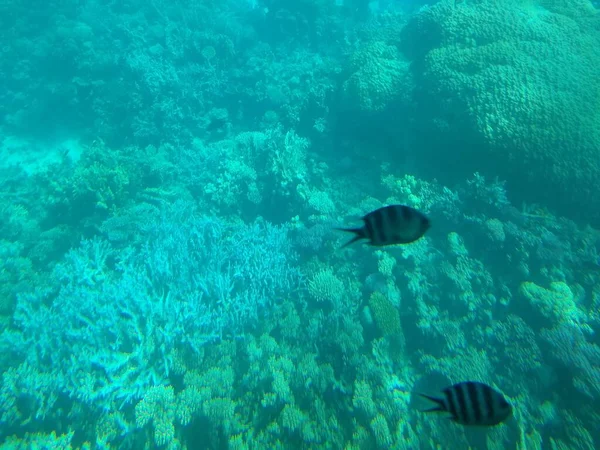 De onderwaterwereld van de zee met koralen en scholen vissen — Stockfoto