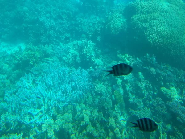 サンゴと魚の群れと海の水中世界 — ストック写真