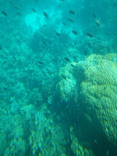 El mundo submarino del mar con corales y escuelas de peces — Foto de Stock