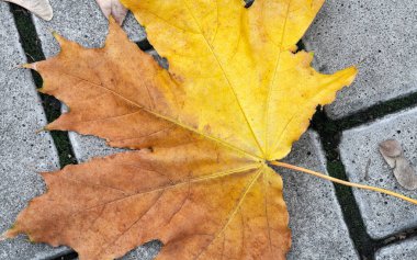 Fallen bright yellow maple leaf on the pavement.