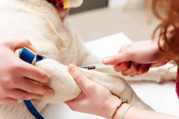 Veteriner doktorunun ellerinin detaylarını. Köpekten şırıngayla kan alıyorlar. Bir evcil hayvan üzerinde veteriner testleri.
