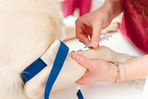 Veteriner doktorunun ellerinin detaylarını. Köpekten şırıngayla kan alıyorlar. Bir evcil hayvan üzerinde veteriner testleri.