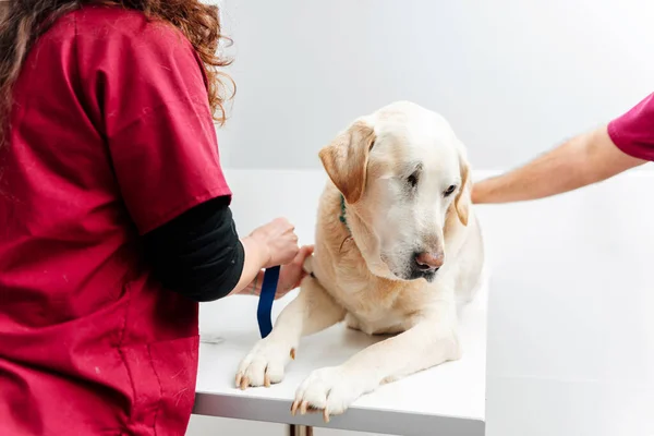 Labrador Retriever Dog Eye Examination Table Veterinary Clinic Veterinary Doctors — Stock Photo, Image