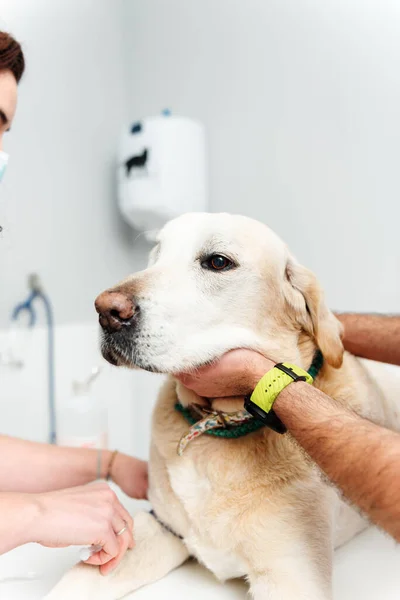 Dos Veterinarios Sacando Sangre Perro Raza Labrador Clínica Veterinaria Salud — Foto de Stock