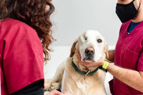 Perro Labrador Retriever Sin Ojo Mesa Examen Consulta Una Clínica — Foto de Stock