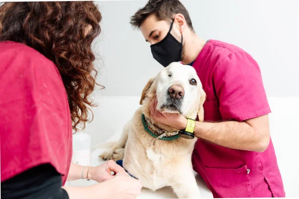 Perro Labrador Retriever Sin Ojo Mesa Examen Consulta Una Clínica — Foto de Stock