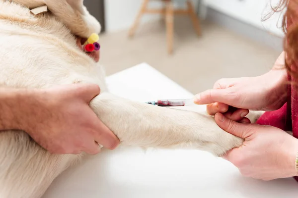 Veteriner doktorunun ellerinin detaylarını. Köpekten şırıngayla kan alıyorlar. Bir evcil hayvan üzerinde veteriner testleri.