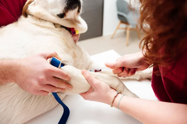 Veteriner doktorunun ellerinin detaylarını. Köpekten şırıngayla kan alıyorlar. Bir evcil hayvan üzerinde veteriner testleri.