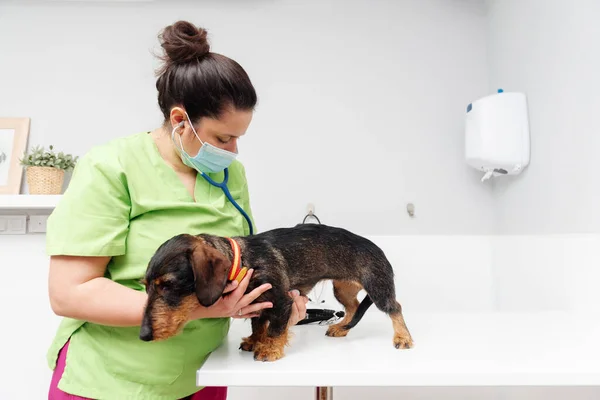 Médico Mascotas Examinando Perro Raza Dachshund Con Estetoscopio Mesa Examen — Foto de Stock