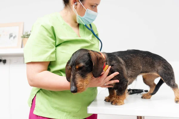 Pet doctor examining a dachshund breed dog with her stethoscope on the examination table of a veterinary clinic. health and pet care.