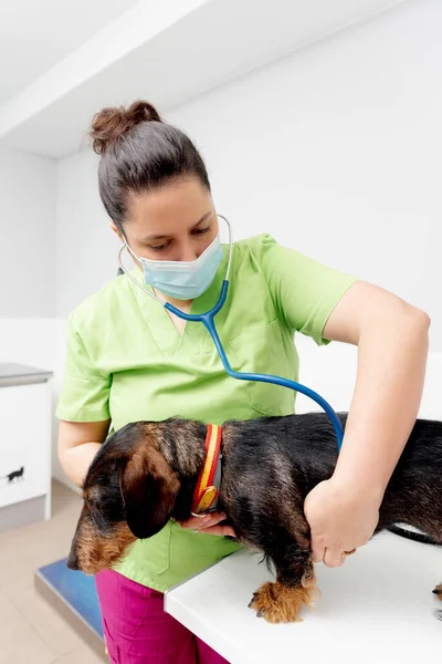 Médico Mascotas Examinando Perro Raza Dachshund Con Estetoscopio Mesa Examen — Foto de Stock