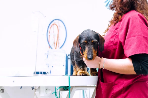 Doctora Veterinaria Irreconocible Sosteniendo Perro Salchicha Sobre Mesa Quirúrgica Una — Foto de Stock