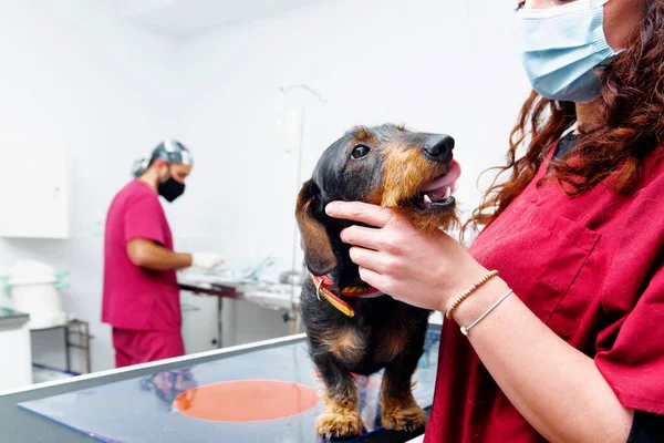 Una Doctora Veterinaria Irreconocible Sostiene Perro Salchicha Sobre Mesa Quirúrgica — Foto de Stock