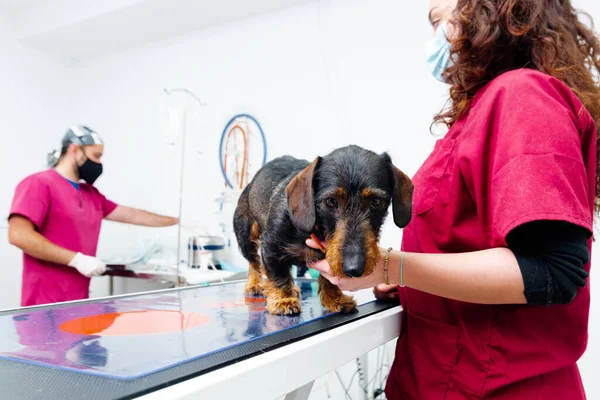 Perro Raza Dachshund Una Mesa Cirugía Una Clínica Veterinaria Veterinarios — Foto de Stock