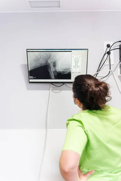 Veterinär Läkare Tittar Skärm För Att Analysera Resultaten Röntgen Utförs — Stockfoto