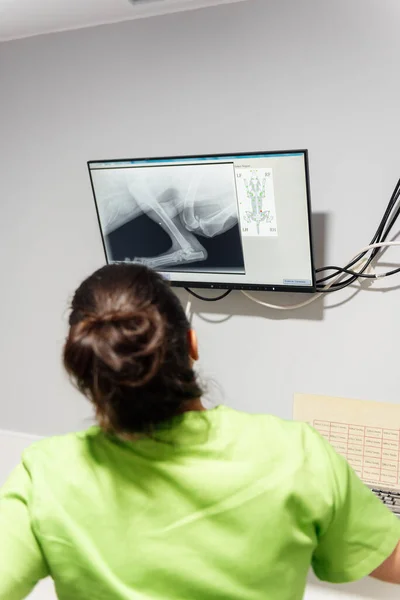 Veterinär Läkare Tittar Skärm För Att Analysera Resultaten Röntgen Utförs — Stockfoto