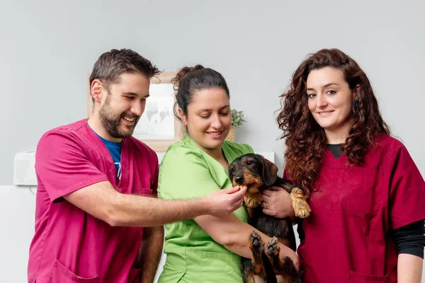 Céges Portré Állatorvosi Rendelőkről Orvosokról Ápolókról Kezében Egy Tacskó Kutyával — Stock Fotó