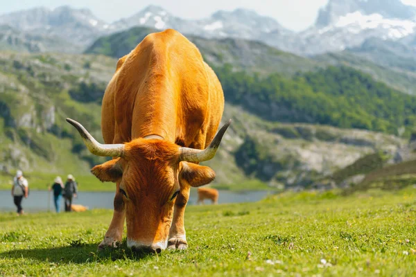 Vaca Marrón Pastando Tranquilamente Los Alrededores Los Lagos Covadonga Parque —  Fotos de Stock
