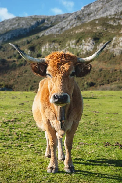 Asturian Mountain Cow Casina Breed Grazing Mountains Brown Cow Big —  Fotos de Stock