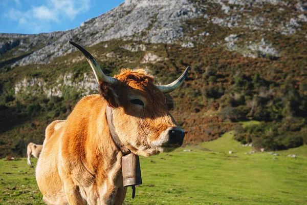 Asturian Mountain Cow Casina Breed Grazing Mountains Brown Cow Big —  Fotos de Stock