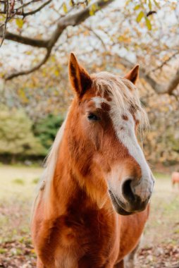 nice brown and white horse in a forest in autumn