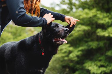 unrecognizable person playing with his mastiff dog's ears.