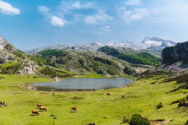 Covadonga göllerinin manzaraları, Picos de europa Ulusal Parkı, asturias, İspanya, sığırların özgürce otladığı yerler..